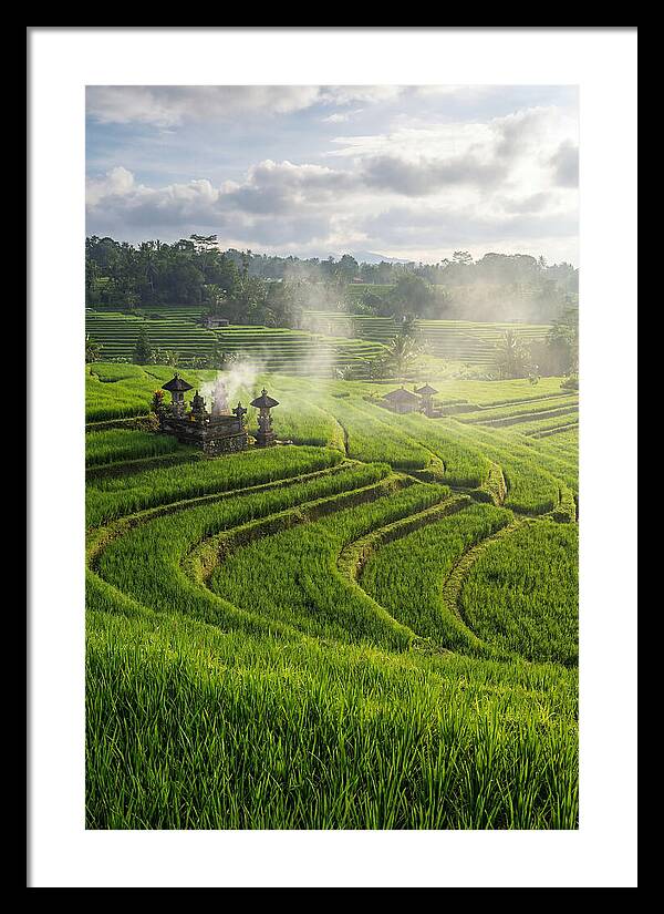 Farm Rice Fields In Bali