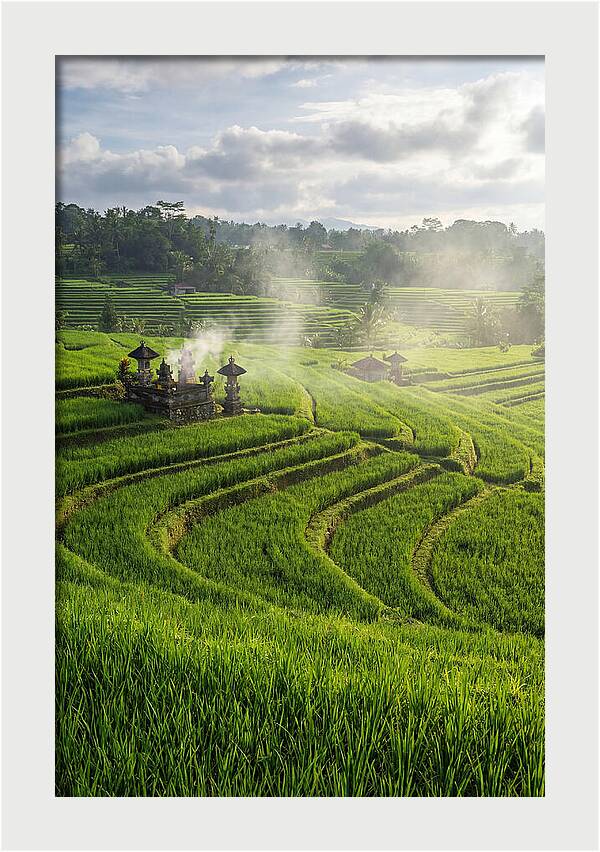 Farm Rice Fields In Bali