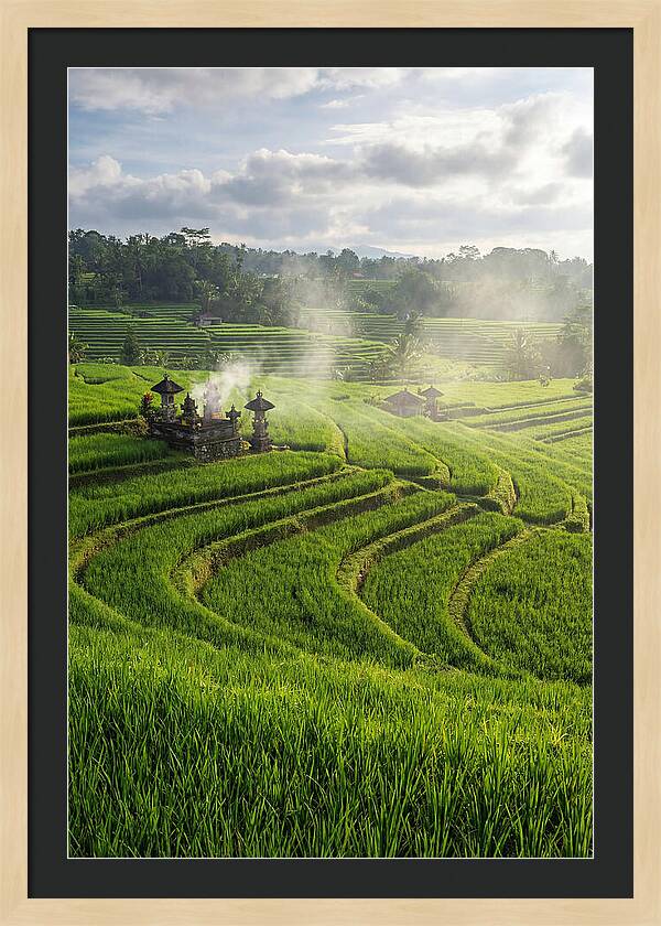 Farm Rice Fields In Bali
