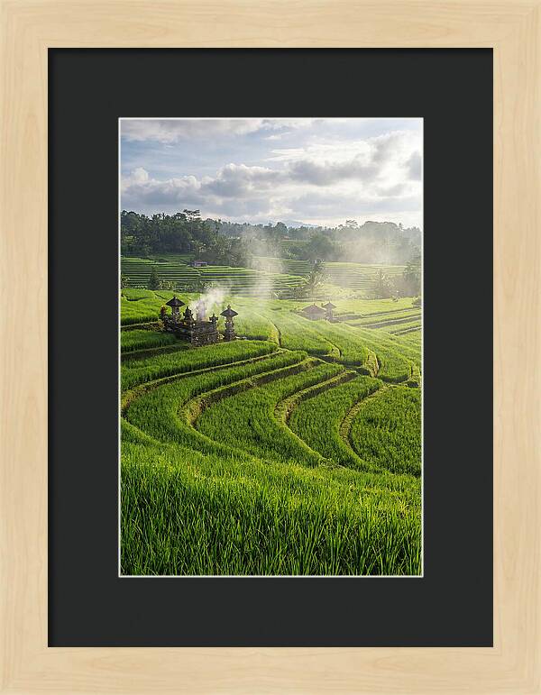 Farm Rice Fields In Bali