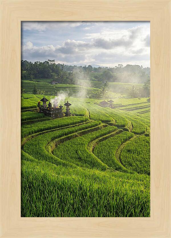 Farm Rice Fields In Bali