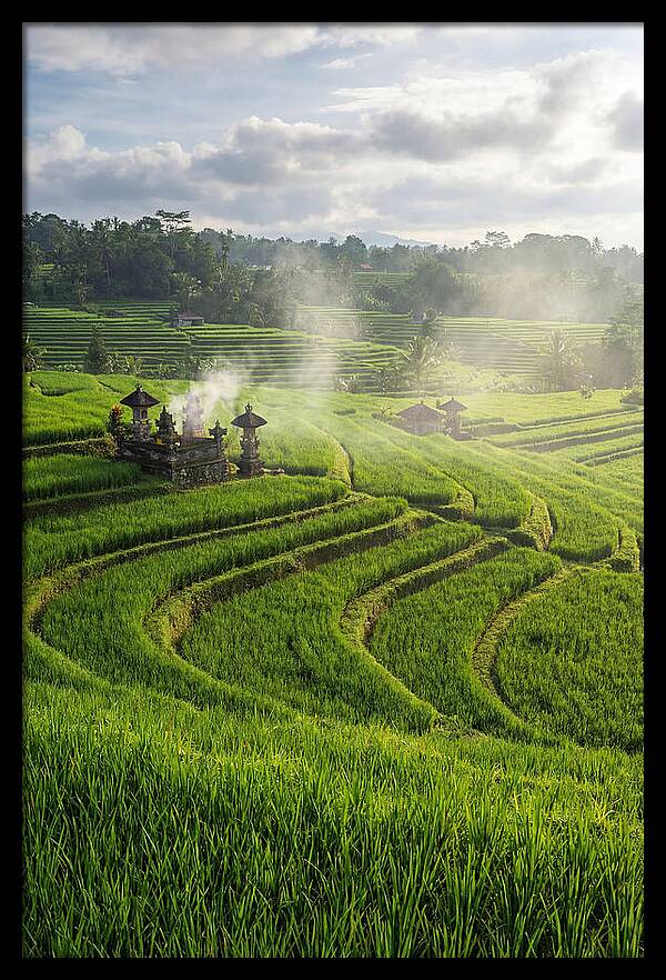 Farm Rice Fields In Bali