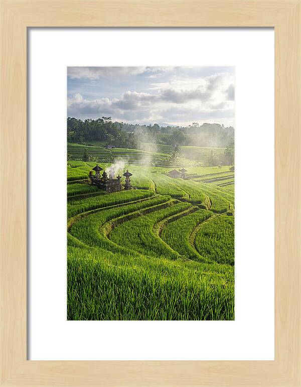 Farm Rice Fields In Bali