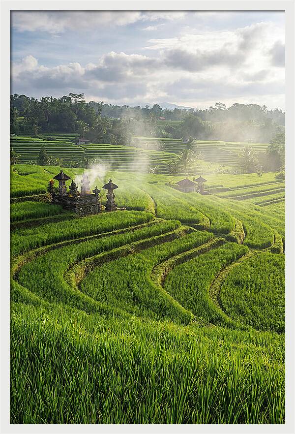 Farm Rice Fields In Bali