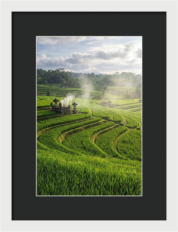 Farm Rice Fields In Bali