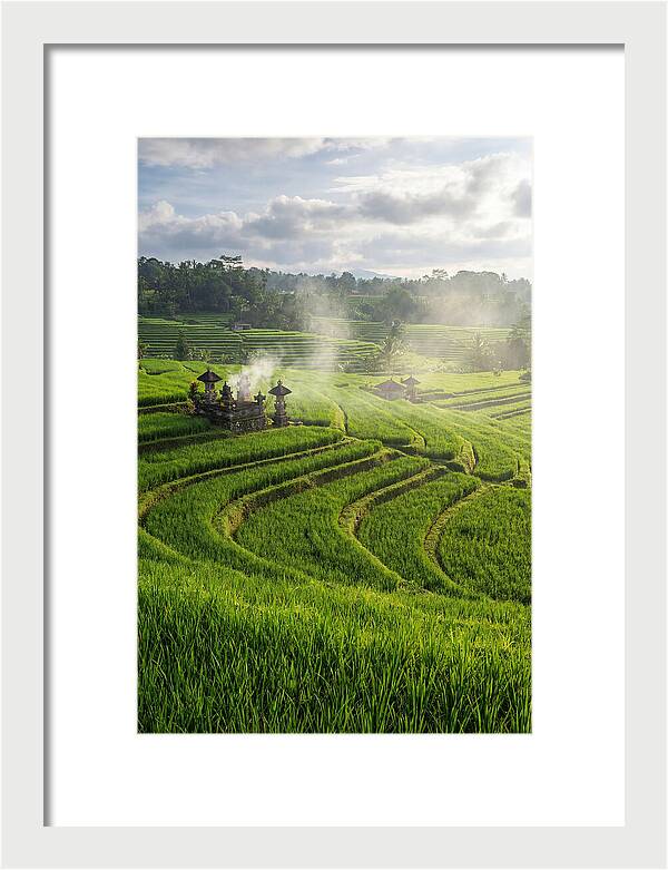 Farm Rice Fields In Bali