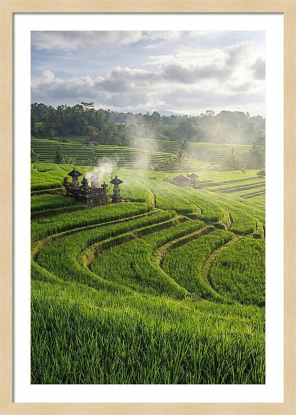 Farm Rice Fields In Bali