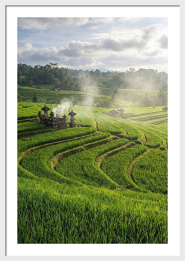 Farm Rice Fields In Bali