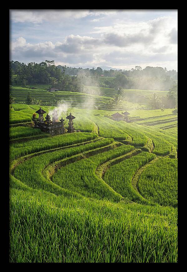Farm Rice Fields In Bali