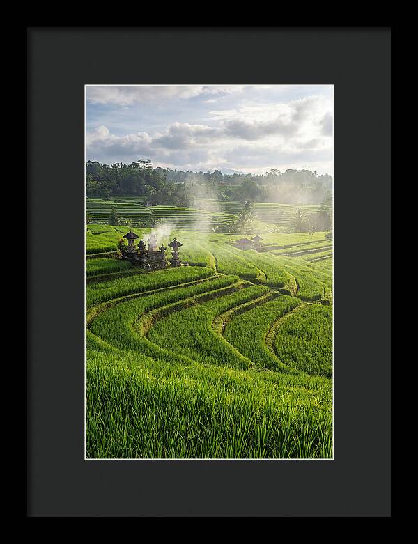 Farm Rice Fields In Bali
