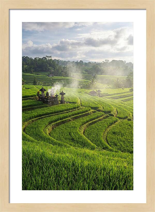 Farm Rice Fields In Bali