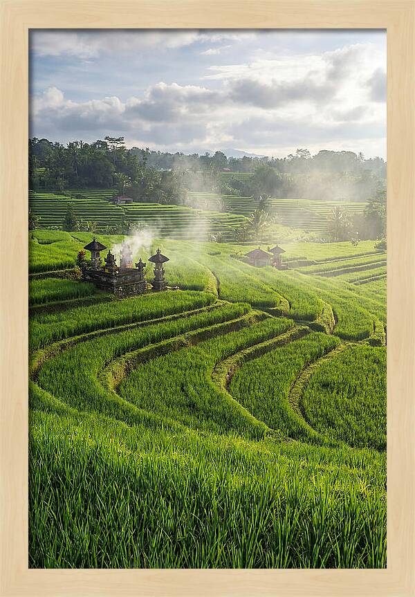 Farm Rice Fields In Bali