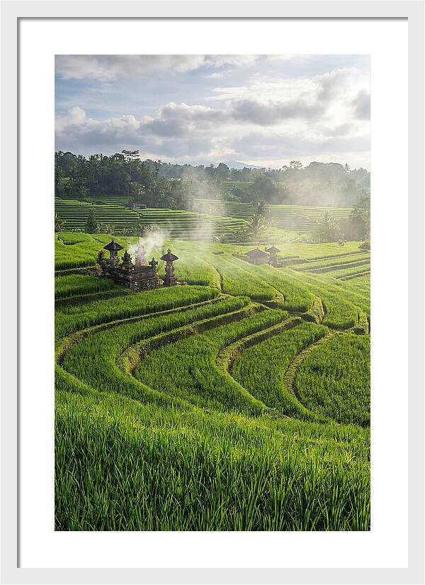 Farm Rice Fields In Bali