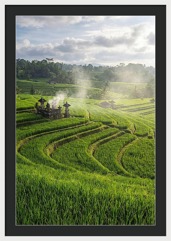 Farm Rice Fields In Bali