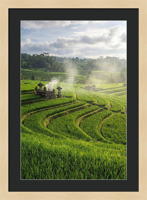 Farm Rice Fields In Bali
