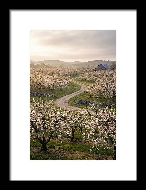 Farm Road Through Cherry Blossoms