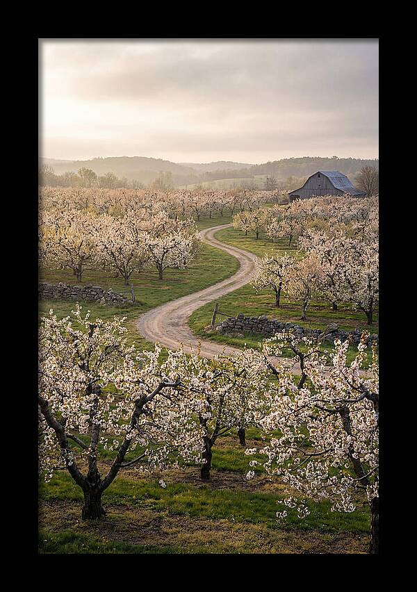 Farm Road Through Cherry Blossoms