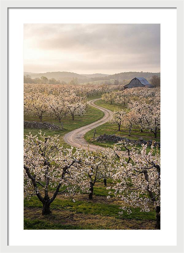 Farm Road Through Cherry Blossoms