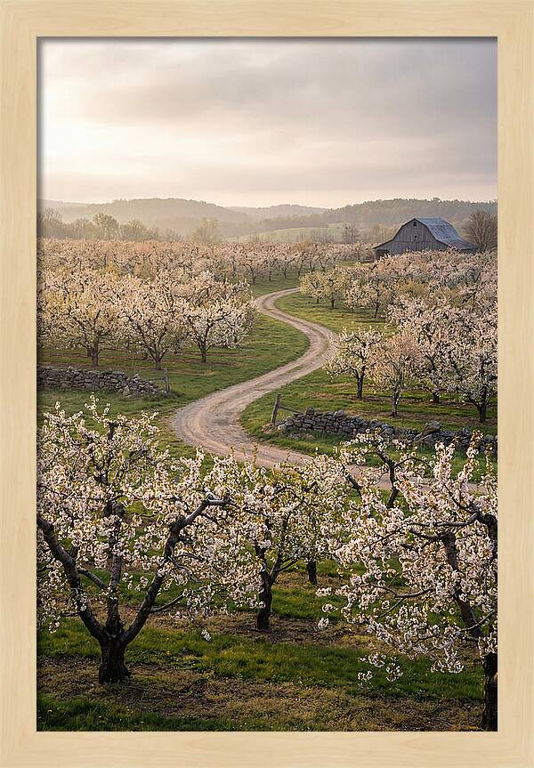Farm Road Through Cherry Blossoms