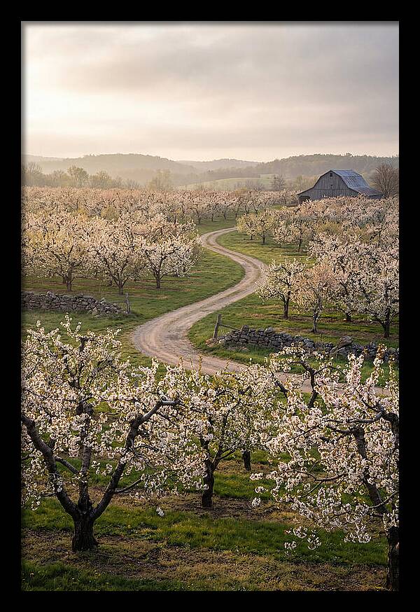 Farm Road Through Cherry Blossoms