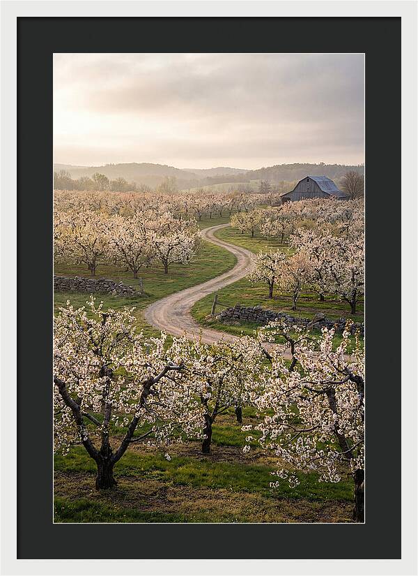 Farm Road Through Cherry Blossoms