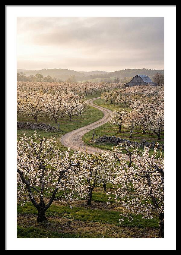 Farm Road Through Cherry Blossoms