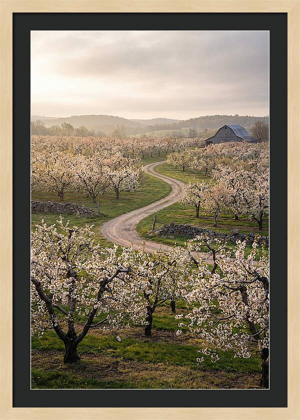 Farm Road Through Cherry Blossoms