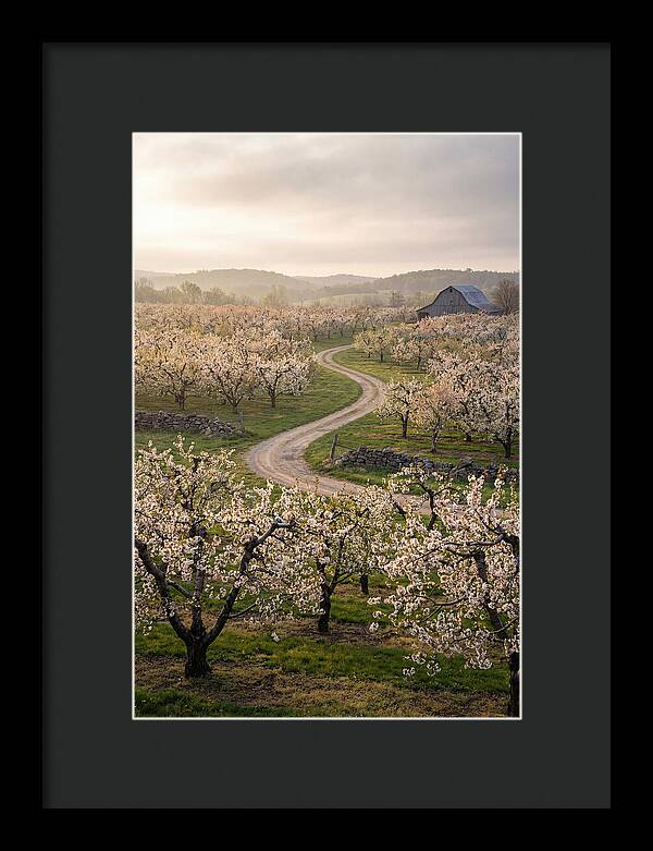 Farm Road Through Cherry Blossoms