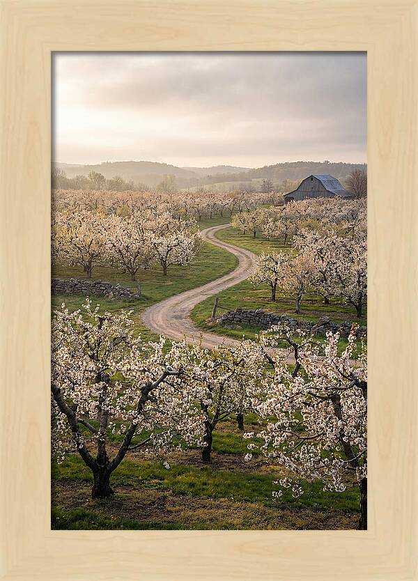 Farm Road Through Cherry Blossoms
