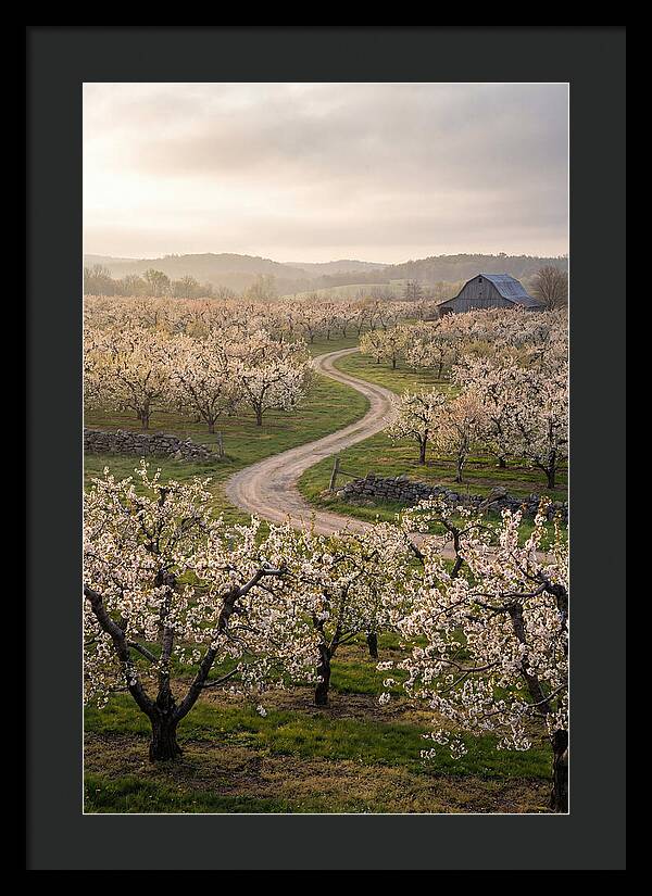 Farm Road Through Cherry Blossoms