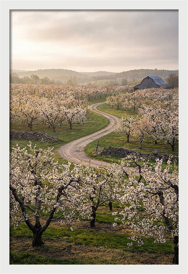 Farm Road Through Cherry Blossoms