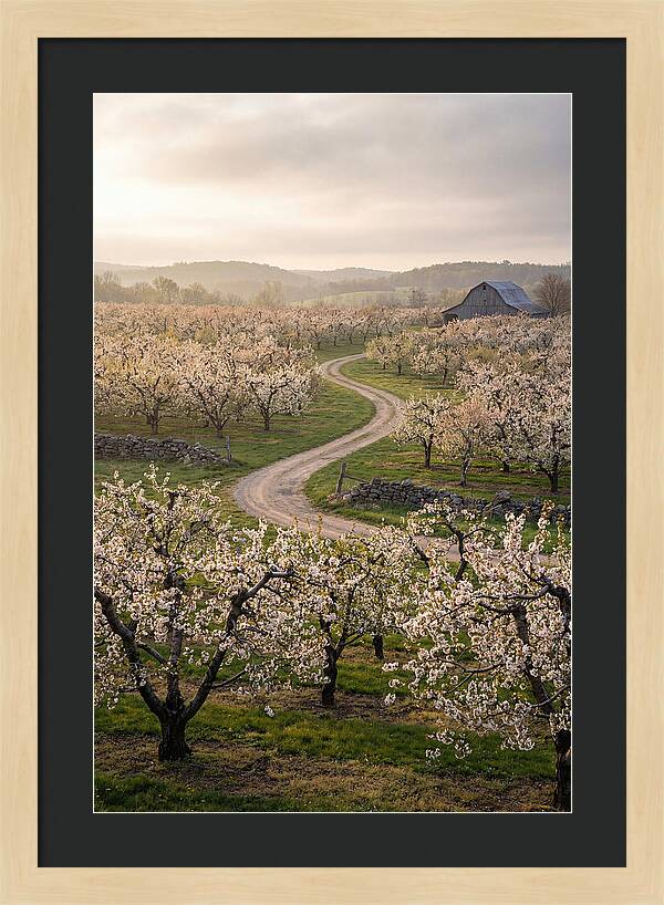 Farm Road Through Cherry Blossoms