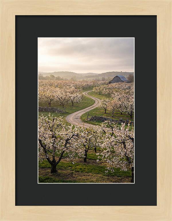 Farm Road Through Cherry Blossoms