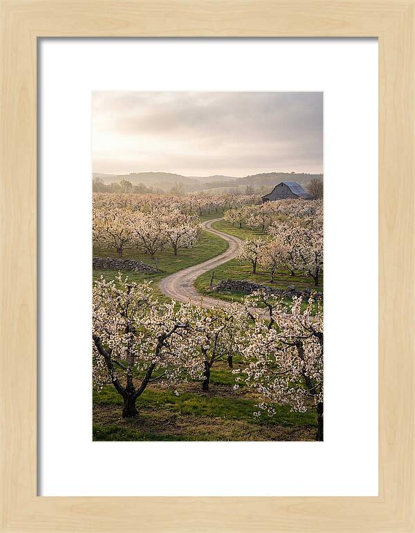 Farm Road Through Cherry Blossoms