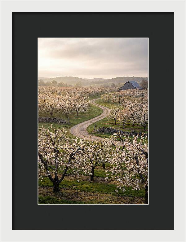Farm Road Through Cherry Blossoms