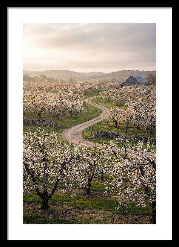 Farm Road Through Cherry Blossoms