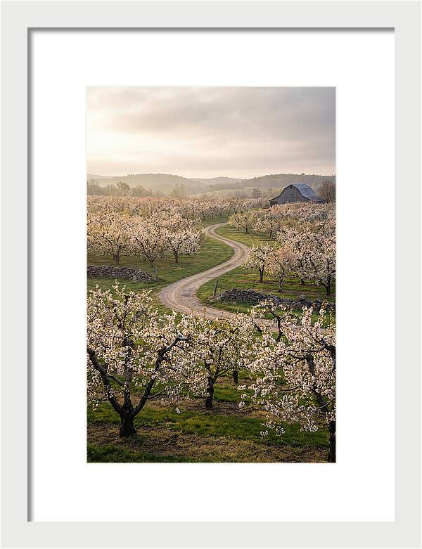 Farm Road Through Cherry Blossoms