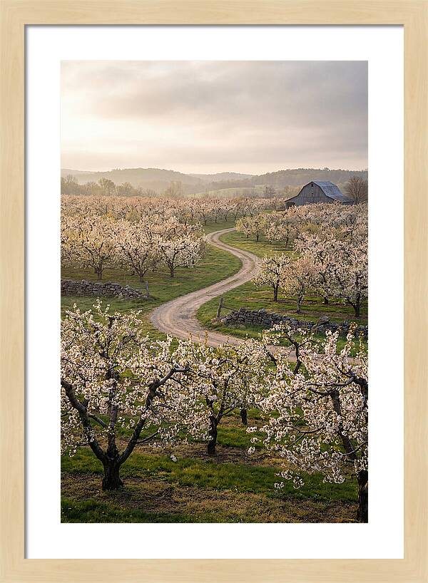 Farm Road Through Cherry Blossoms