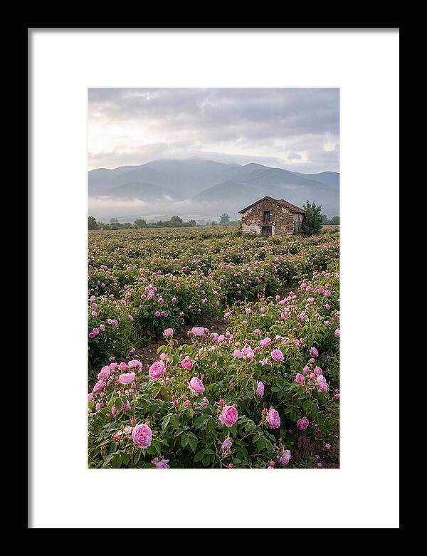 Farm Roses In Bulgaria