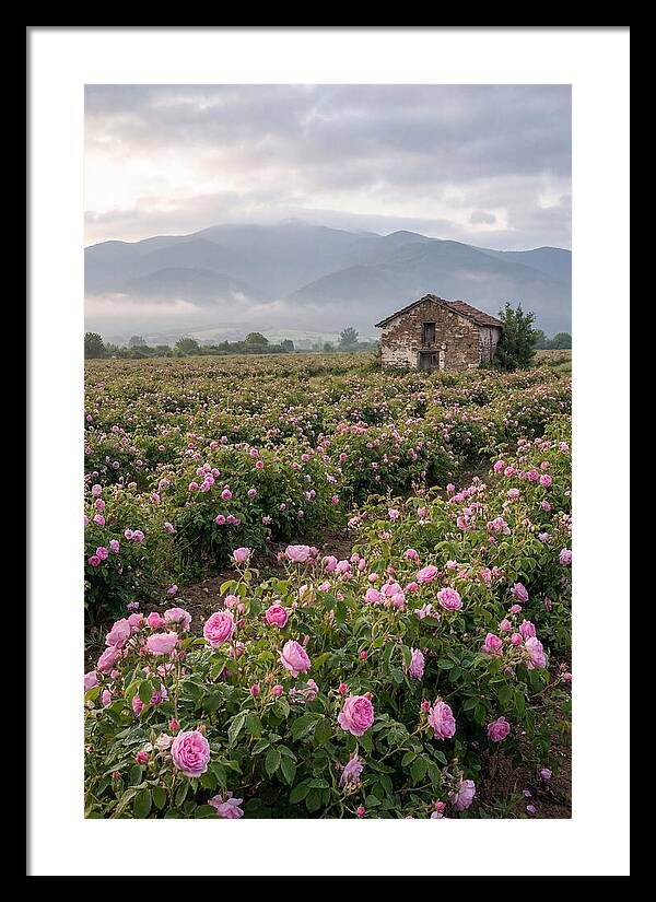 Farm Roses In Bulgaria