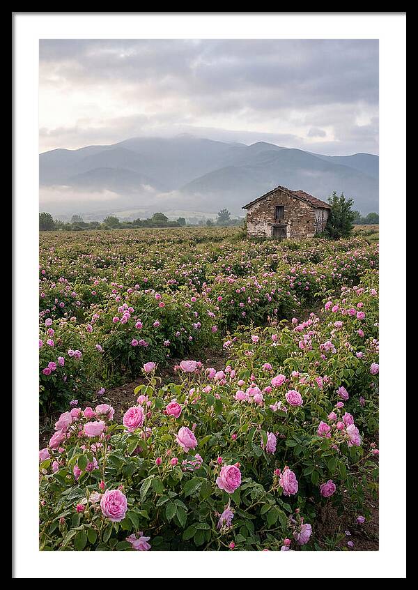 Farm Roses In Bulgaria