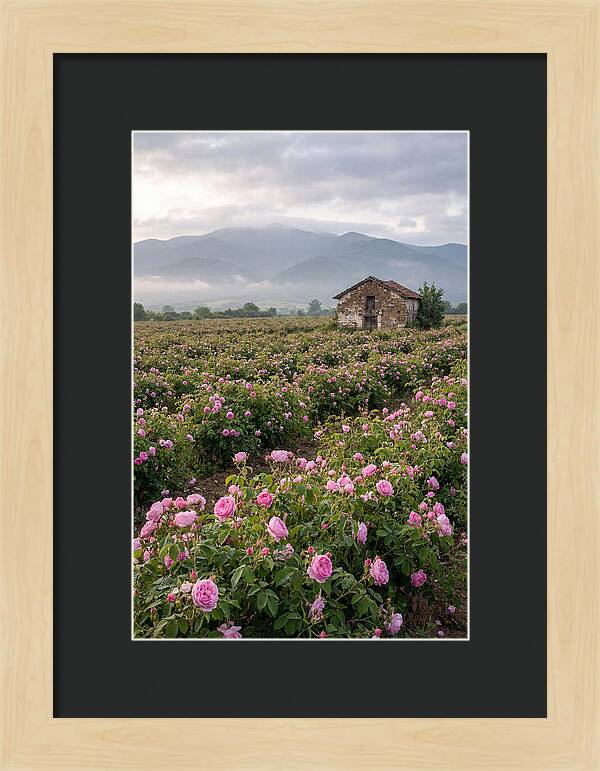 Farm Roses In Bulgaria