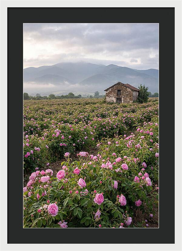 Farm Roses In Bulgaria