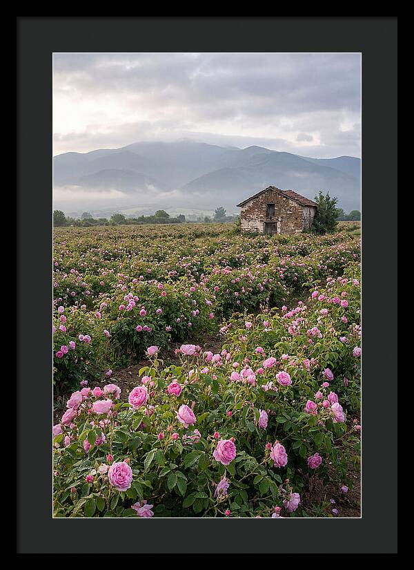 Farm Roses In Bulgaria