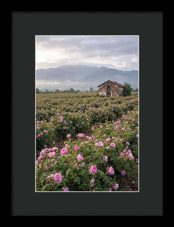 Farm Roses In Bulgaria