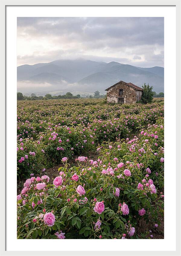 Farm Roses In Bulgaria