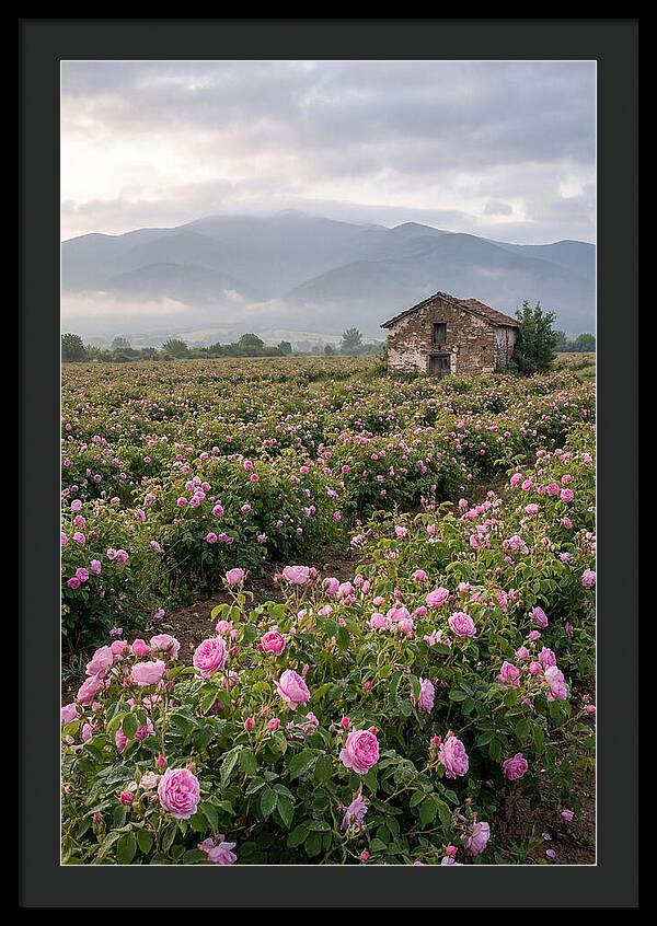 Farm Roses In Bulgaria