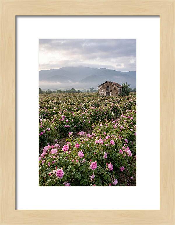 Farm Roses In Bulgaria