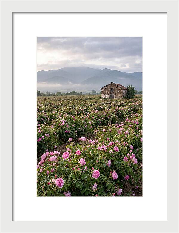 Farm Roses In Bulgaria