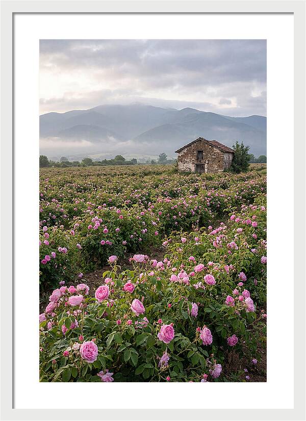 Farm Roses In Bulgaria